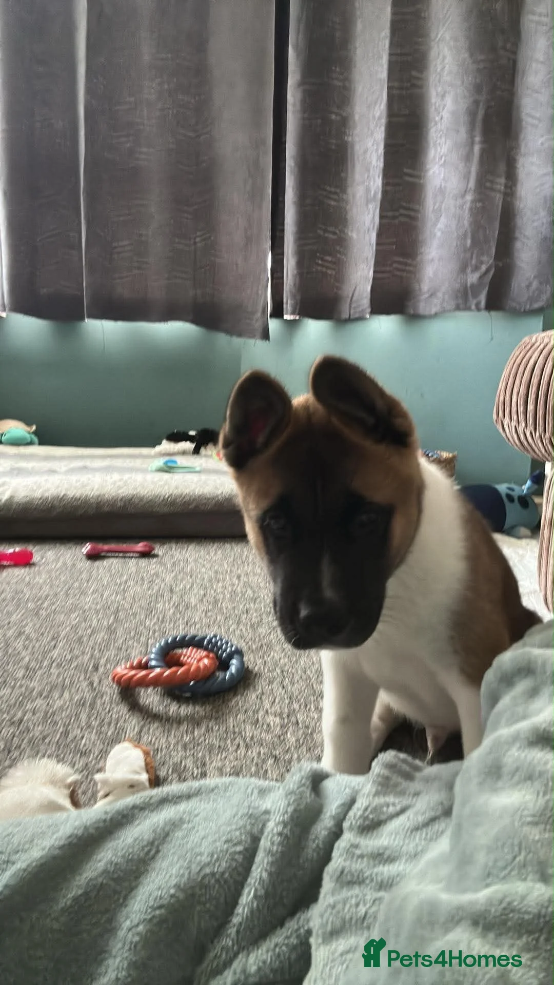 Akita dogs for sale: Make puppy akita - Advert 2
