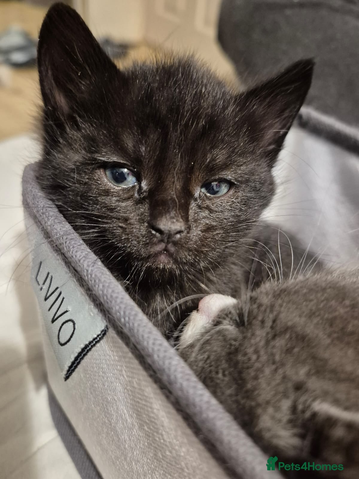 Domestic Shorthair cats for sale: 🖤 LAST KITTEN REMAINING – Midnight 🖤 - Advert 13