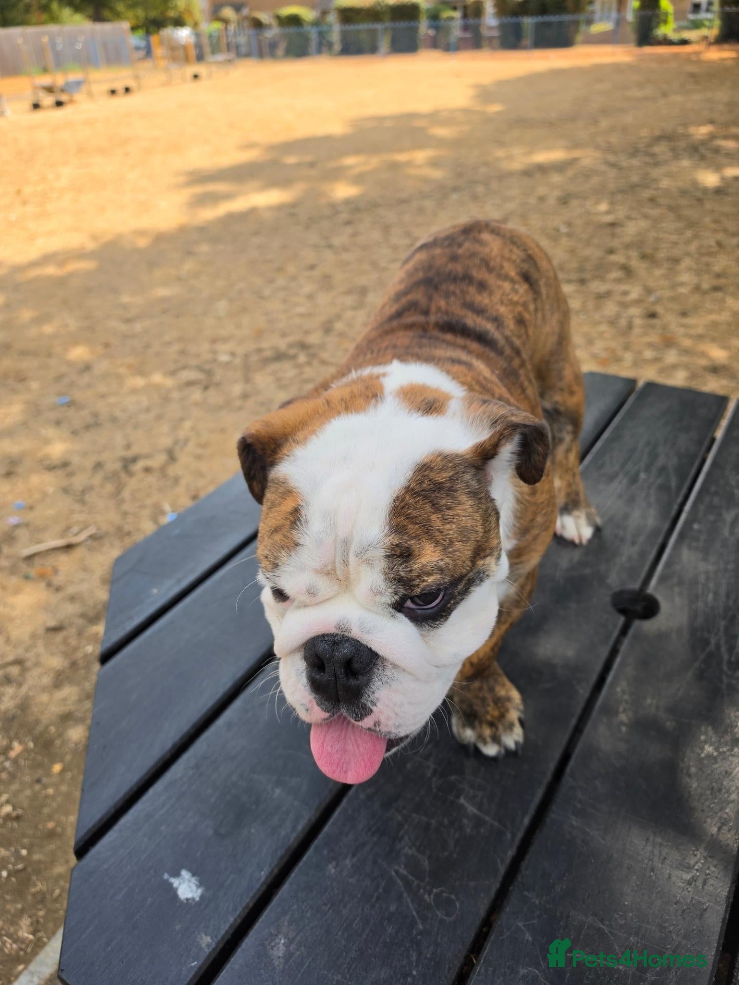 English Bulldog dogs for sale: Richard  - Advert 1