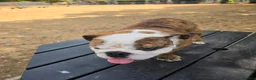 English Bulldog dogs for sale: Richard  in Stevenage - Advert 1