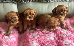 Cavalier King Charles Spaniel dogs for sale: Exquisite Cavalier King Charles puppies KC reg - Image 2
