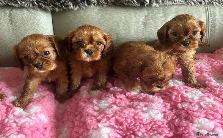 Cavalier King Charles Spaniel dogs - Advert 2