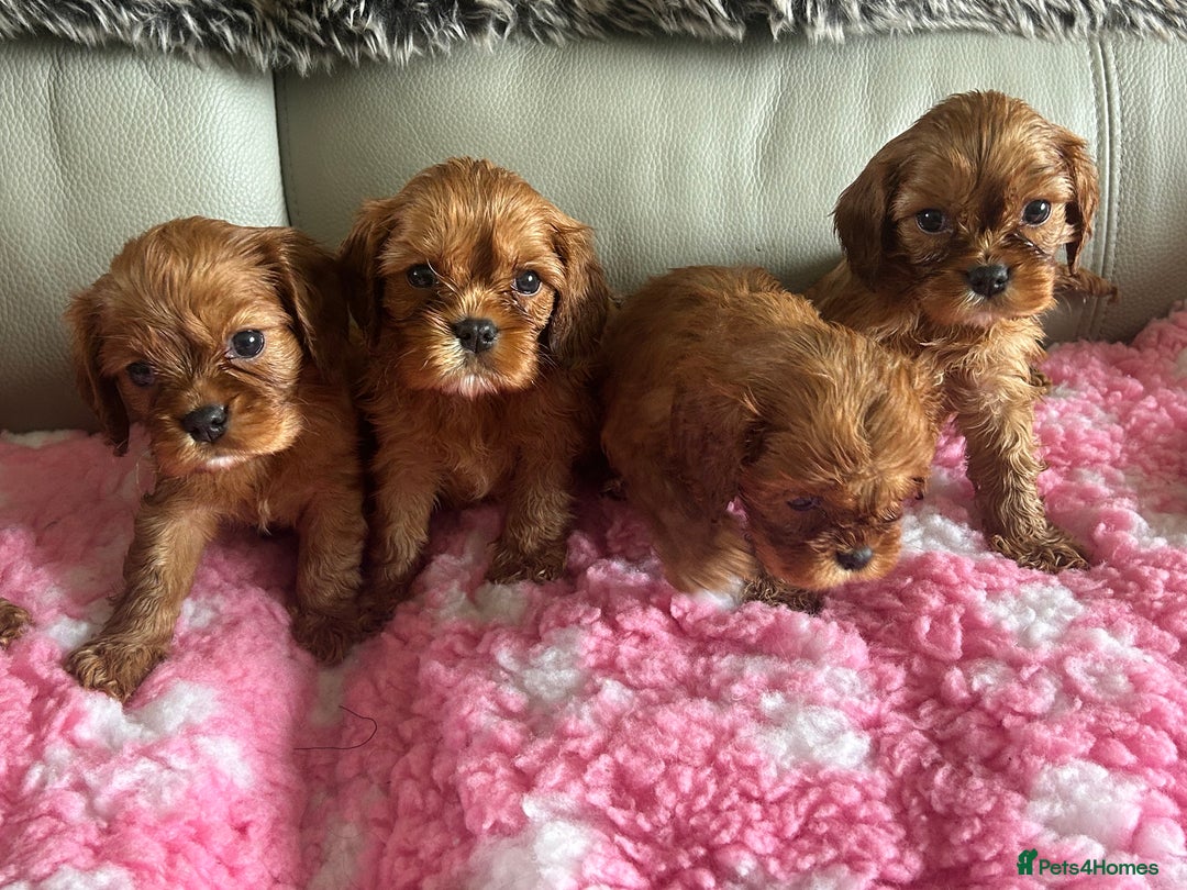 Cavalier King Charles Spaniel dogs for sale: Exquisite Cavalier King Charles puppies KC reg - Image 2