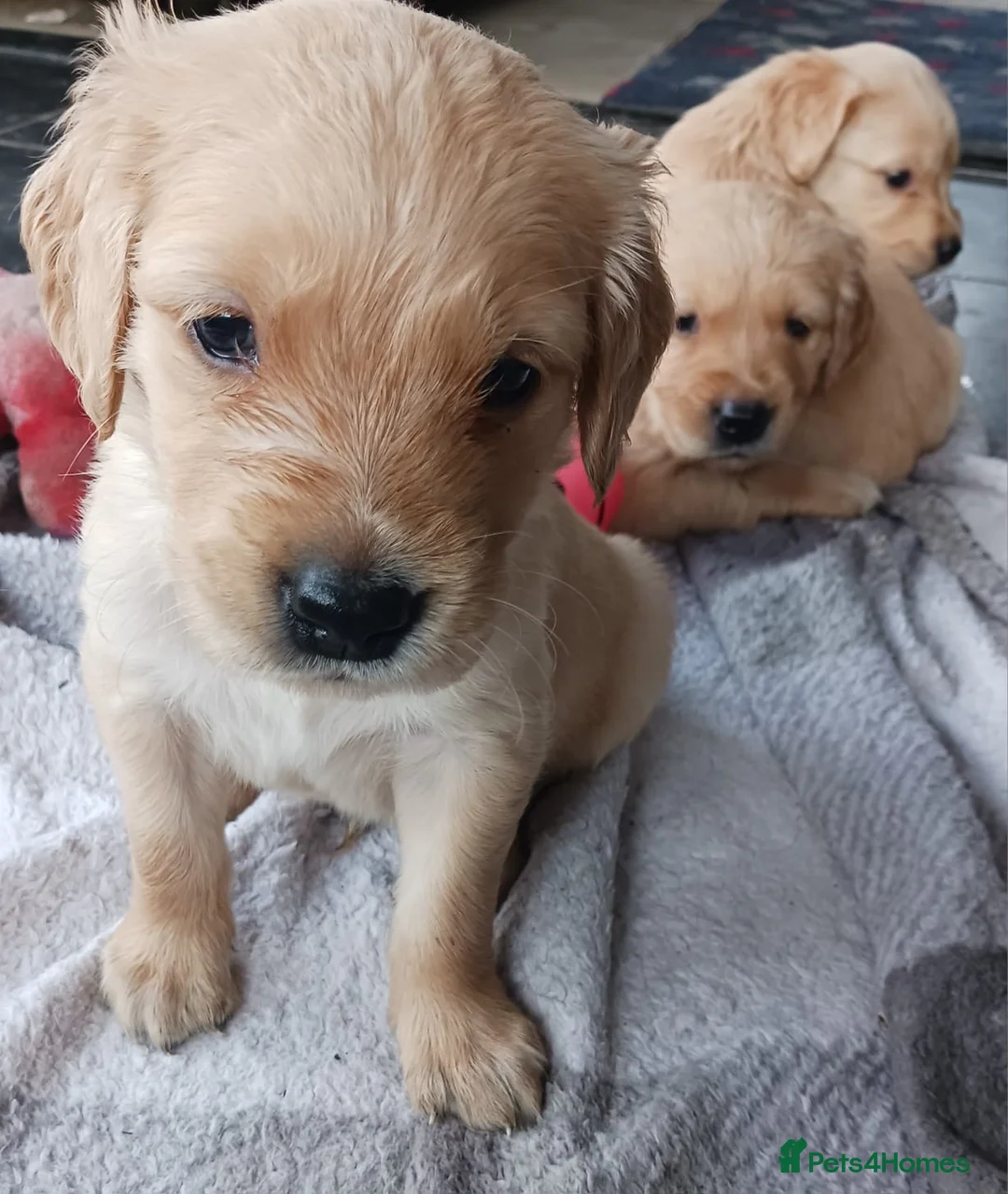 Golden Retriever dogs for sale: Pure golden retrievers - Advert 1