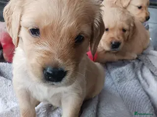 Golden Retriever dogs Pure golden retrievers - Advert 13