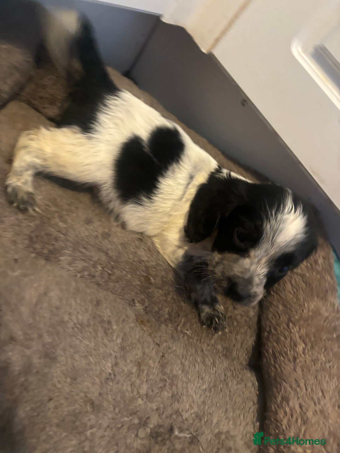 Cocker Spaniel dogs for sale: 5 lovely cocker spaniels  - Advert 5