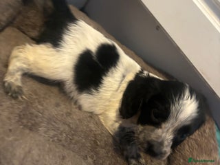 Cocker Spaniel dogs 2 lovely cocker spaniels boys - Advert 12