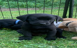 Labrador Retriever dogs for sale: KC Labrador puppies Ready now 🐾Fully vaccinated  in Skegness - Image 21