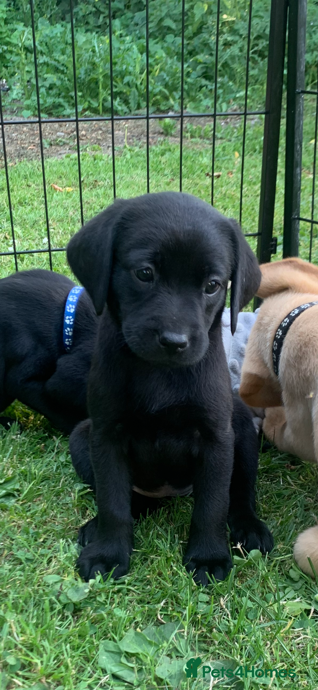 Labrador Retriever dogs for sale: KC Labrador puppies Ready now 🐾Fully vaccinated  in Skegness - Image 21