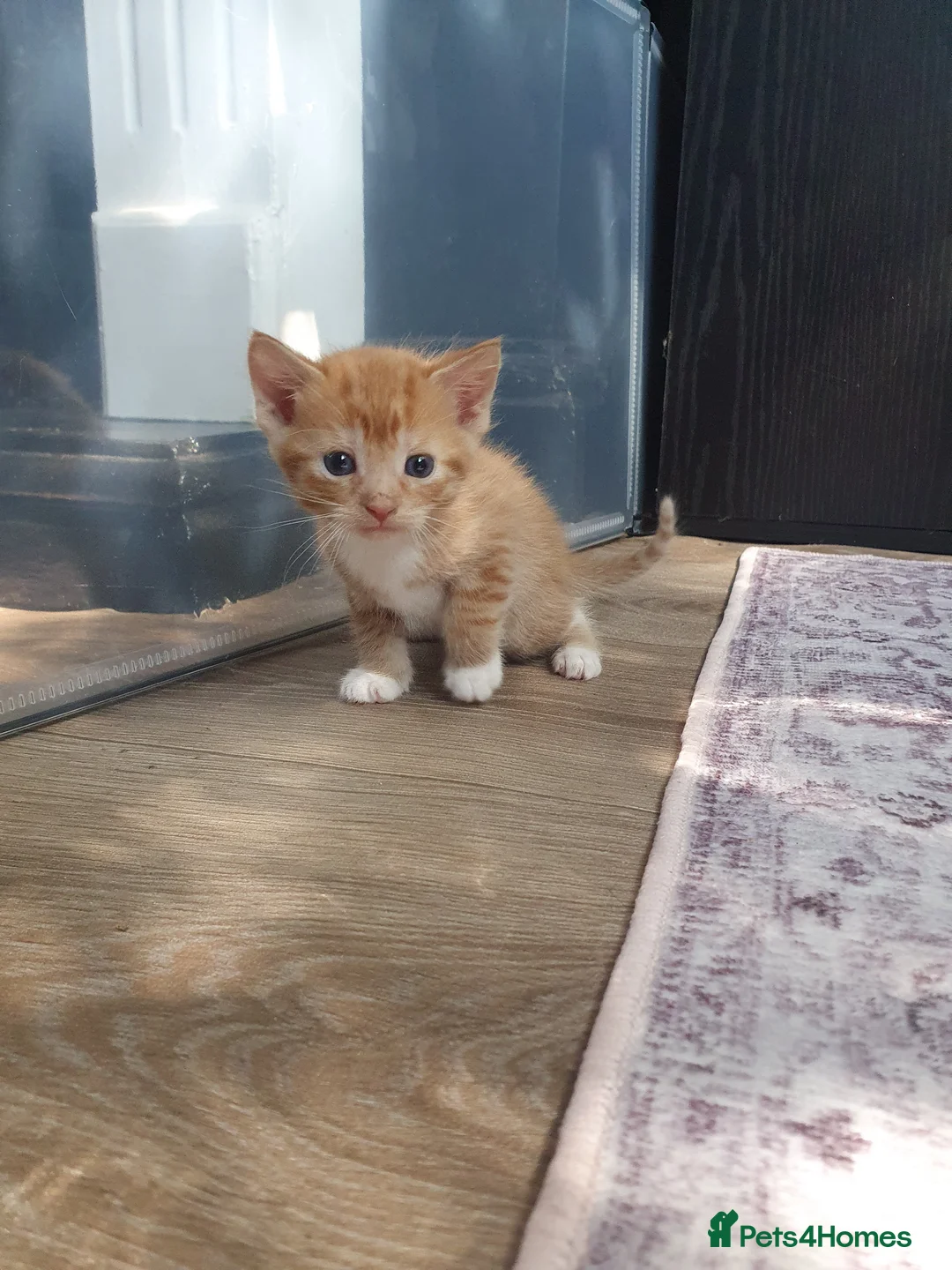 Mixed Breed cats for sale: 1 male kitten ! - Advert 2