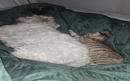 Mixed Breed cats for sale: Female kitten - Image 1