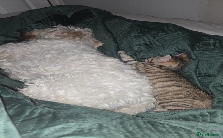 Mixed Breed cats - Advert 1