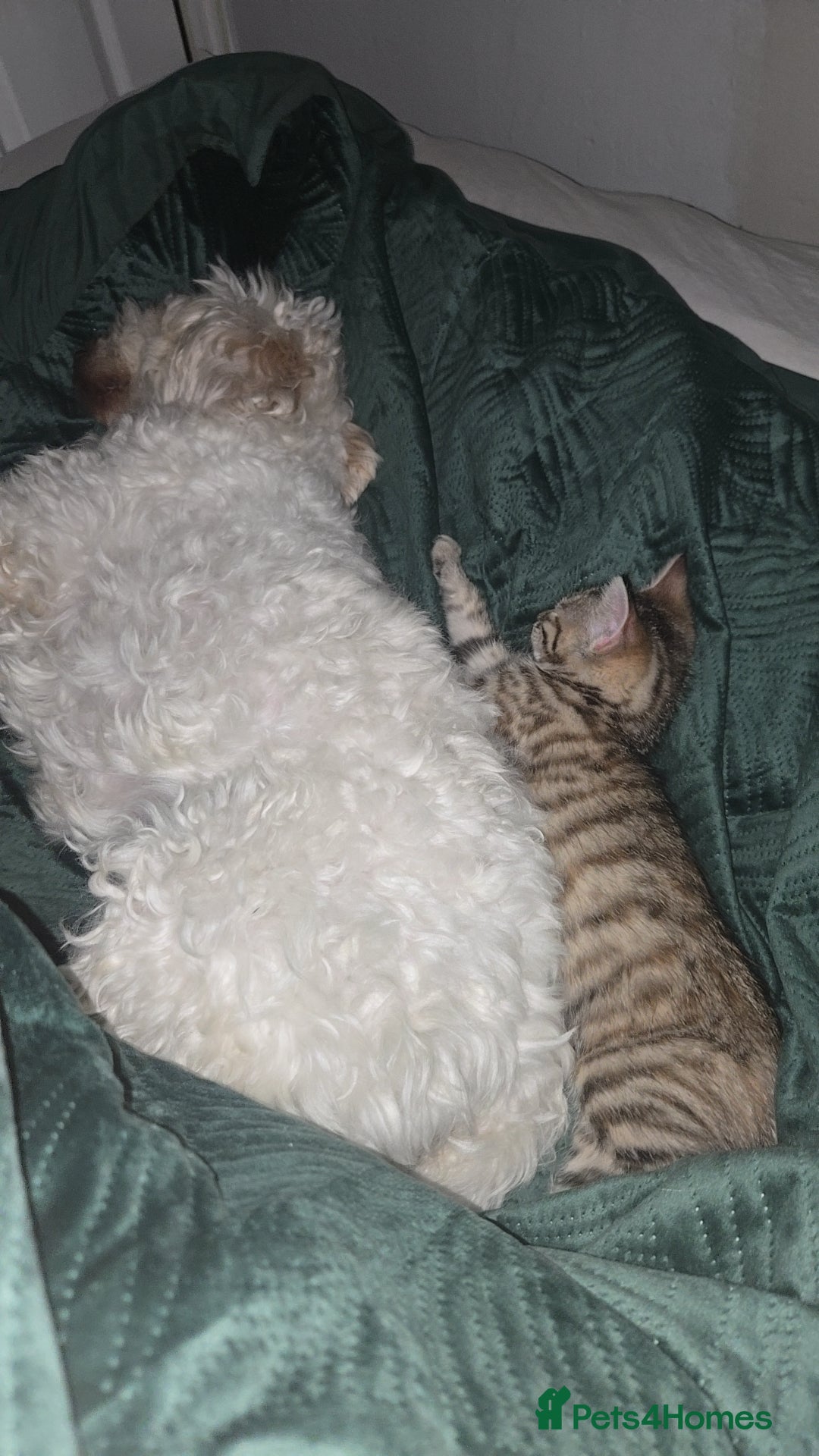 Mixed Breed cats for sale: Female kitten - Image 1