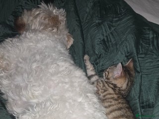 Mixed Breed cats - Advert 1