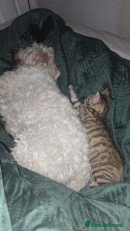 Mixed Breed cats - Advert 1