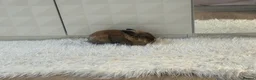 Lionhead rabbits for sale: Lion head 8 months old  - Advert 5