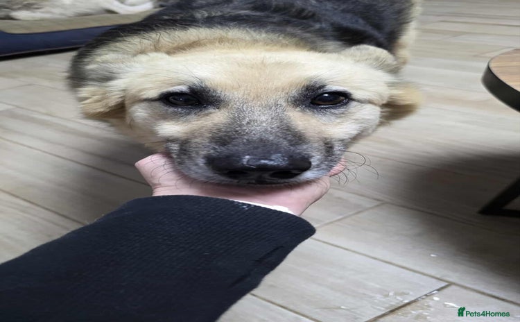 Mixed Breed dogs - Advert 5