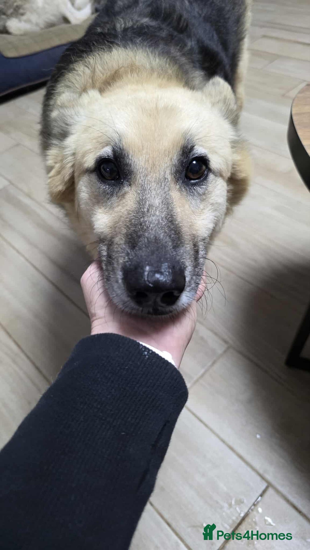 Mixed Breed dogs for adoption: GUS - The gentleman - Image 1