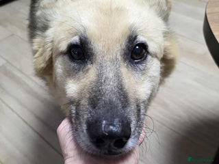 Mixed Breed dogs for adoption - Advert 2