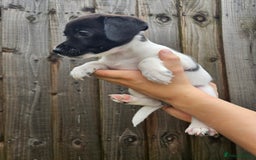 Jack Russell dogs for sale: Jack Russell Terrier  in Epping - Image 16