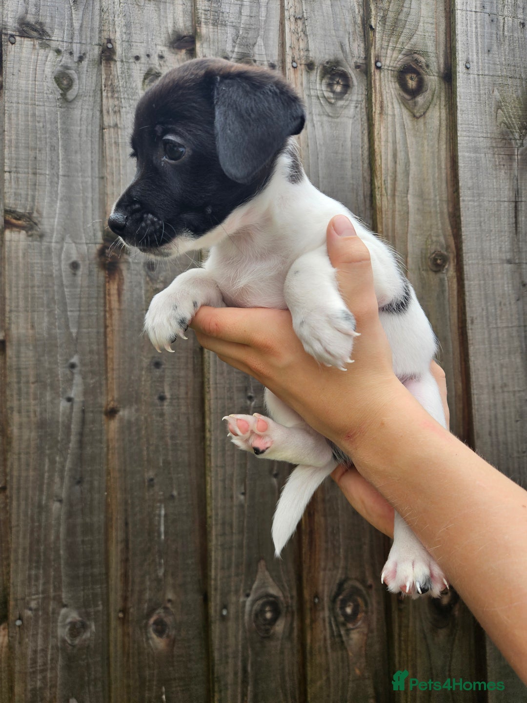 Jack Russell dogs for sale: Jack Russell Terrier  in Epping - Image 16