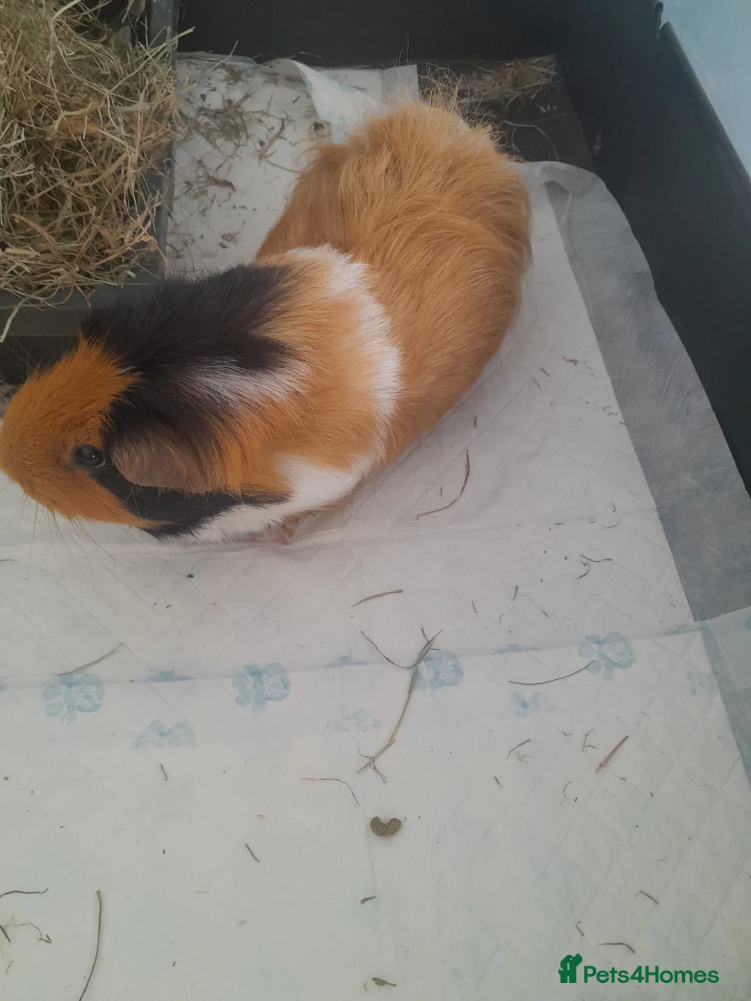Guinea Pig rodents for sale: One female and one neutered male guinea pig - Advert 5
