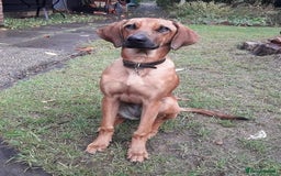 Mixed Breed dogs for adoption: Sweet Lily 5 months old Seguigio Cross - Image 8