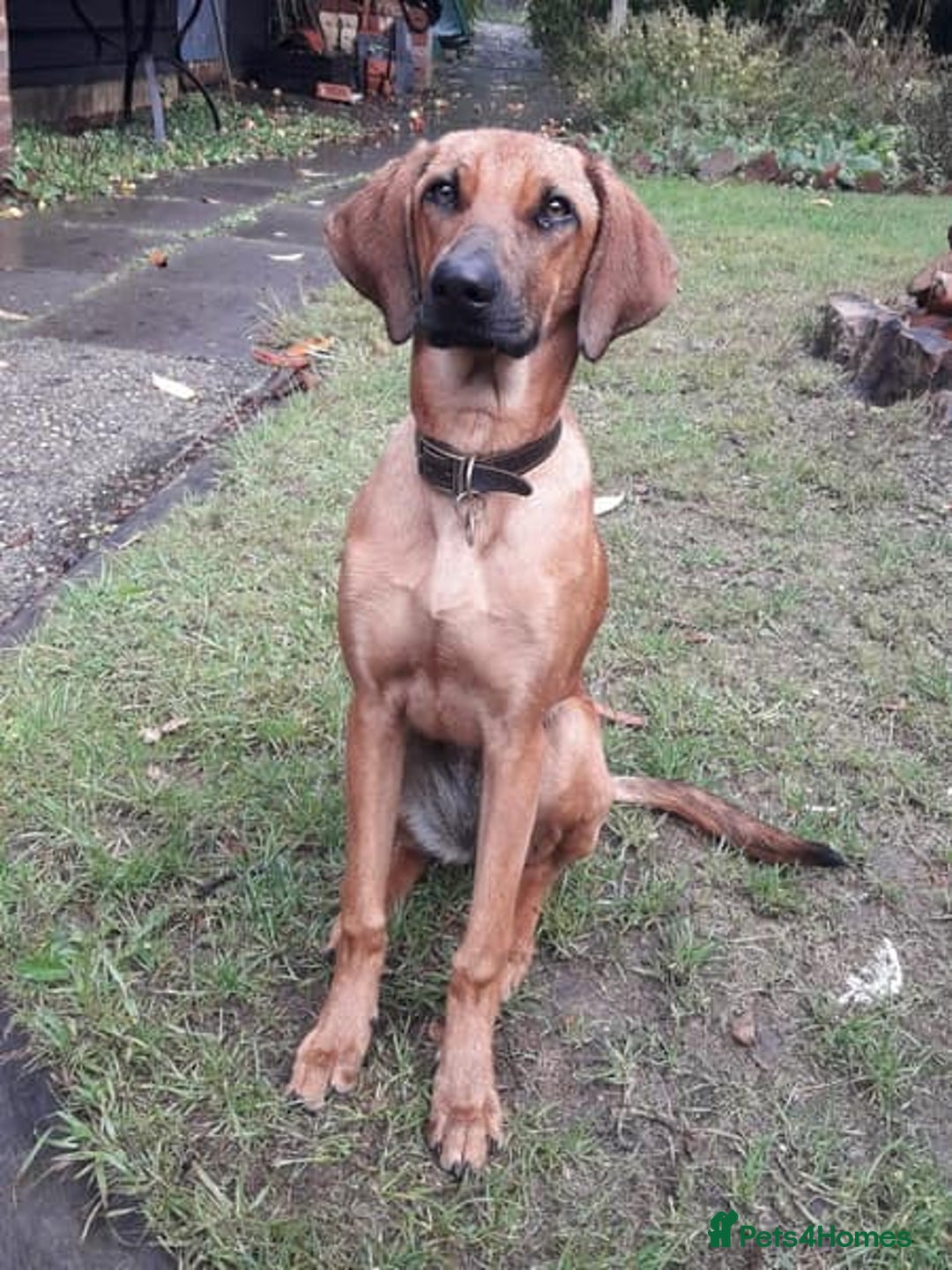 Mixed Breed dogs for adoption: Sweet Lily 5 months old Seguigio Cross - Image 8
