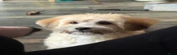 Shihpoo dogs for sale: Beautiful 8 month old Shihpoo Buttercup in Tipton - Advert 4