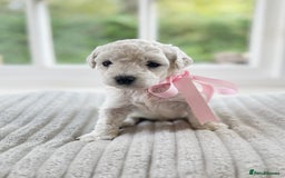 Cavapoochon dogs for sale: Cavapoochon puppies  - Image 25
