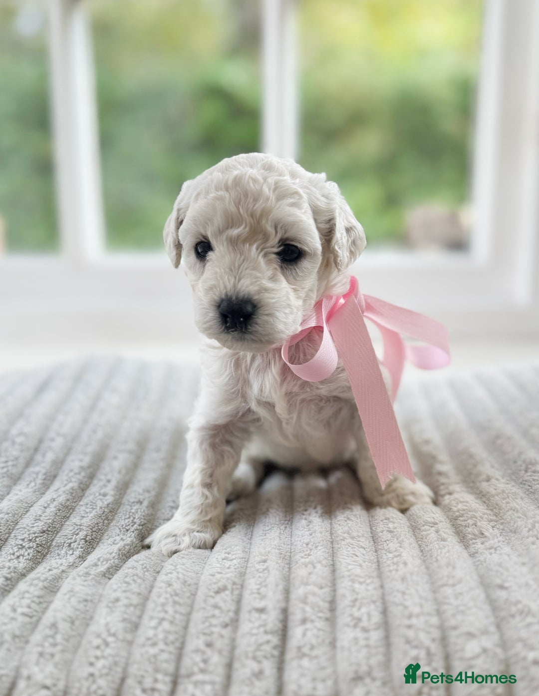 Cavapoochon dogs for sale: Cavapoochon puppies  - Image 25