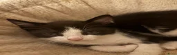 Mixed Breed cats for sale: Kittens for sale asap - Advert 4