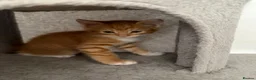 Domestic Shorthair cats for sale: 5 kittens available for their forever home 🩷💙 - Advert 28