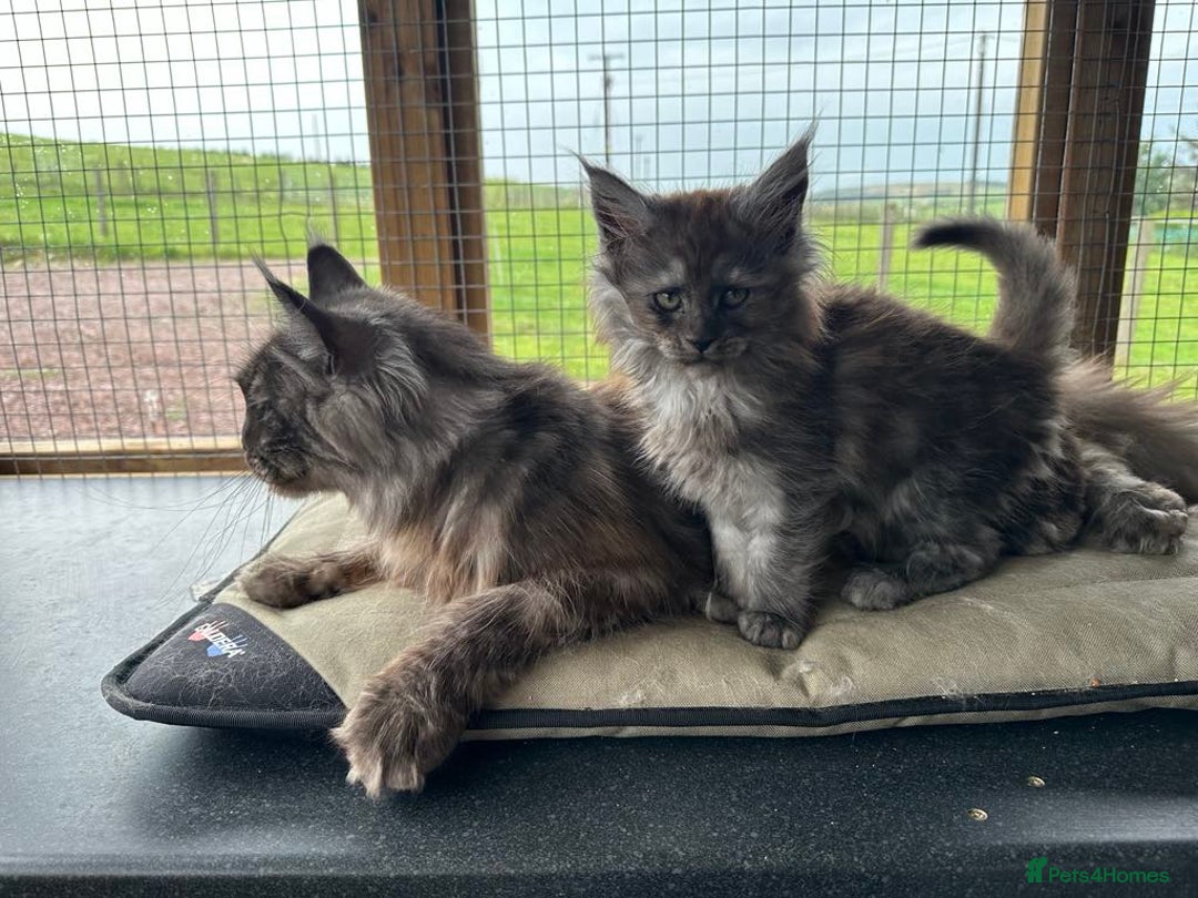 Maine Coon cats for sale: Beautiful Maine coon girls - Image 6