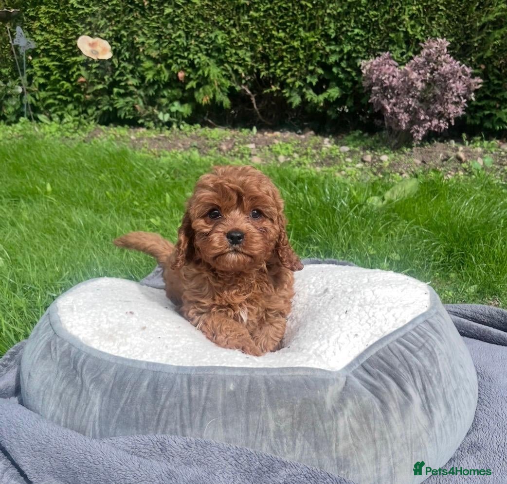 Cavapoo dogs Adorable F1 Cavapoo Puppies  - Advert 2