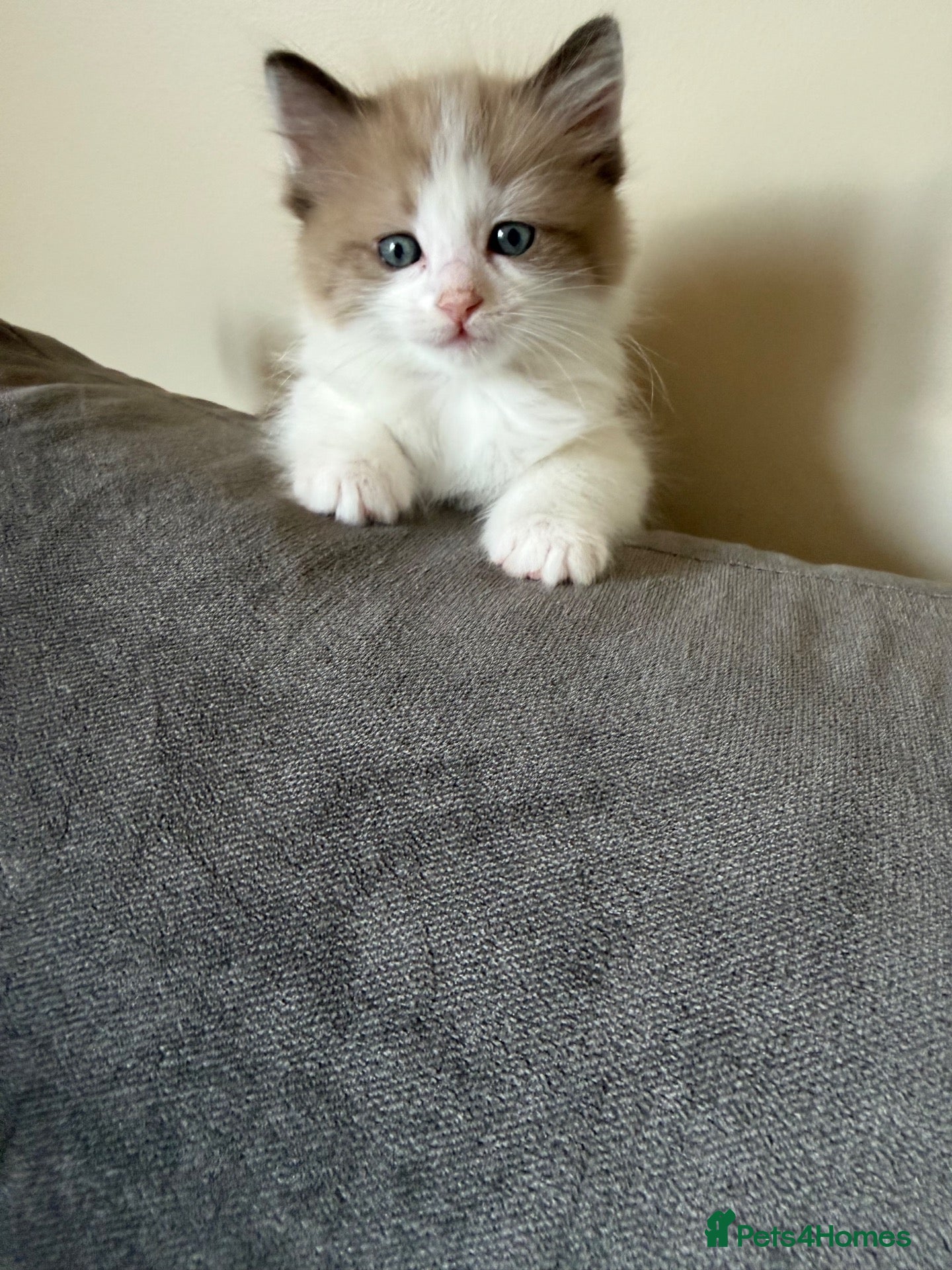 Ragdoll cats Adorable ragdolls - Advert 15