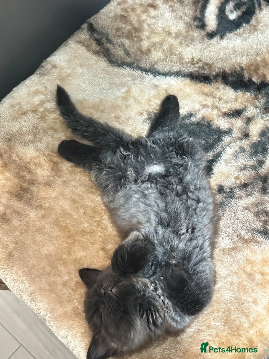 Mixed Breed cats for sale: Kitten - Advert 2