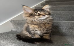 Maine Coon cats for sale: Perfect Maine Coons - Image 2