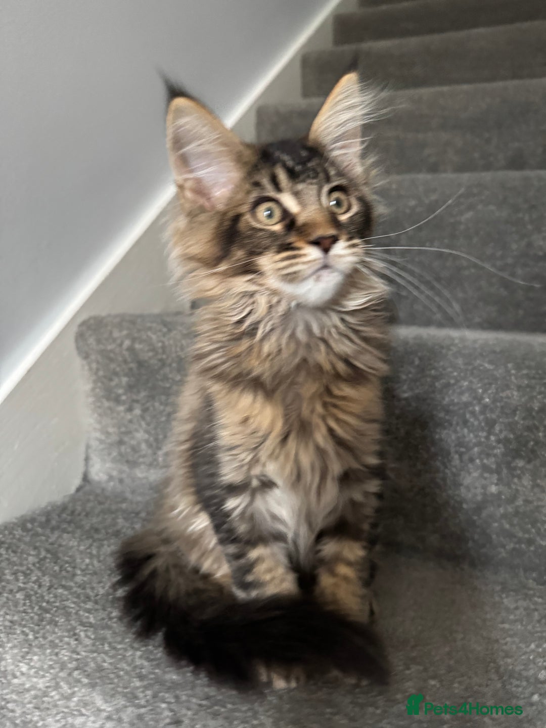 Maine Coon cats for sale: Perfect Maine Coons - Image 2