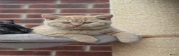 British Shorthair cats for sale: 🌟💞Adorable BSH Kittens 😻❤️ - Advert 7