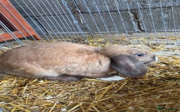 Mini Lop rabbits for sale: Male mini lop  - Image 1