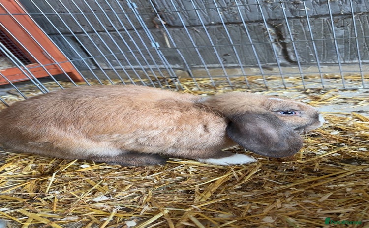 Mini Lop rabbits - Advert 12