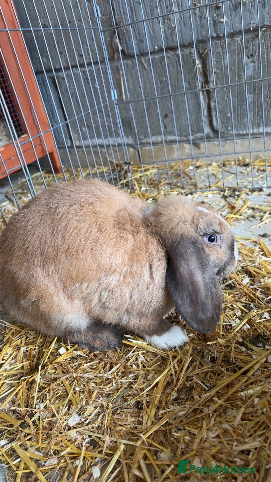 Mini Lop rabbits for sale: Male mini lop  - Image 1