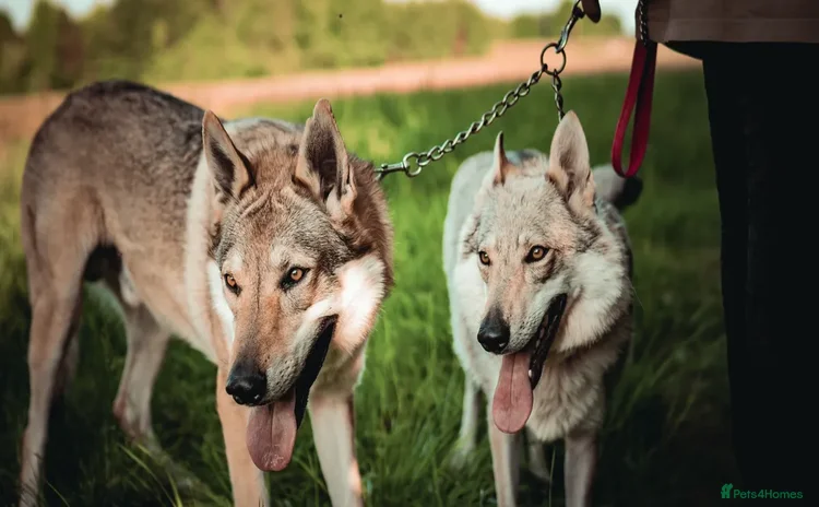 Saarloos Wolfdog dogs - Advert 1