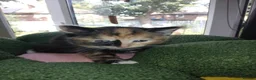 Mixed Breed cats for sale: Kittens Ready for new homes - Advert 23