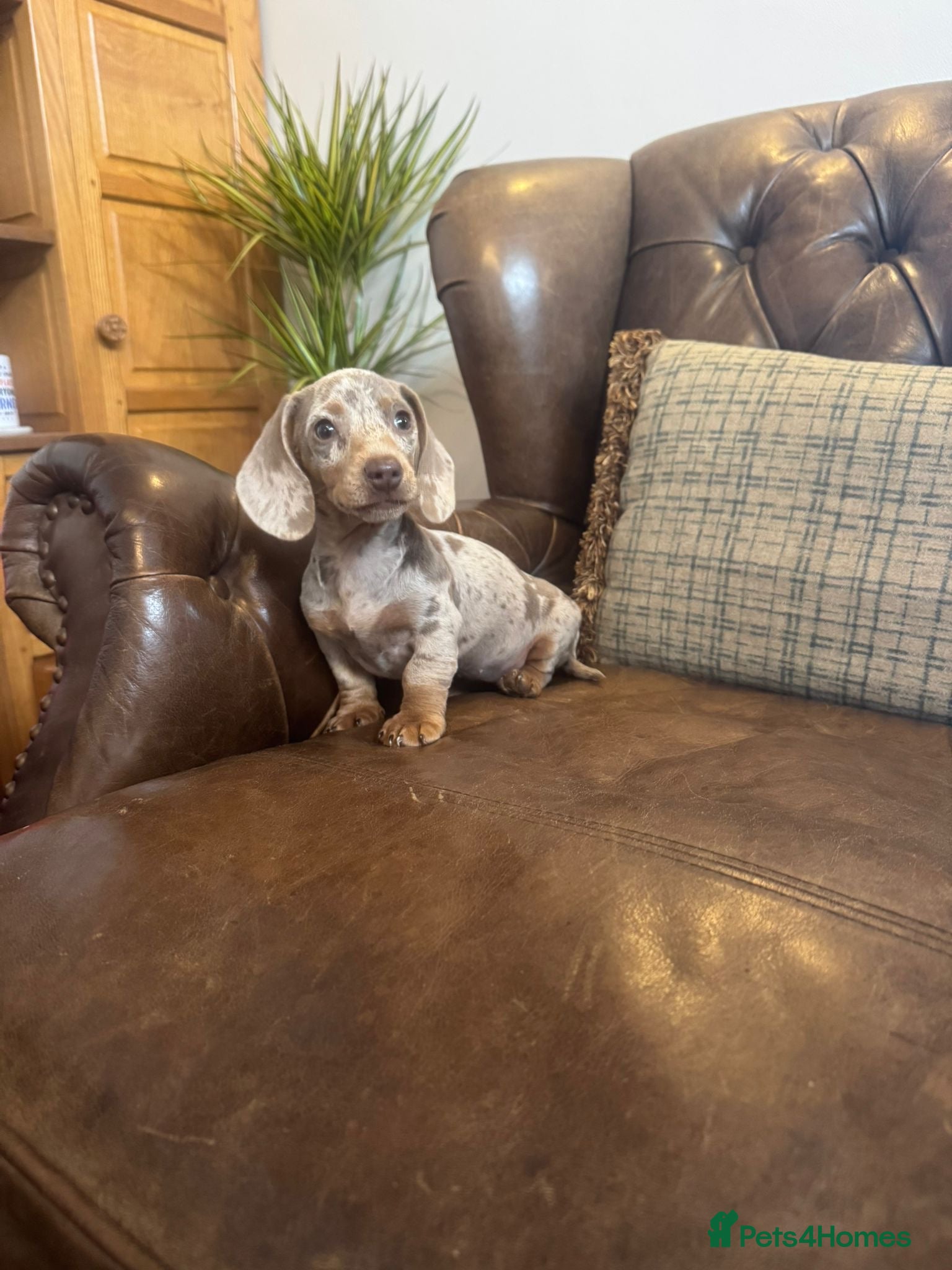 Miniature Dachshund dogs Miniature Dachshund Puppies  - Advert 1