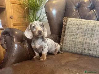 Miniature Dachshund dogs Miniature Dachshund Puppies - Advert 1