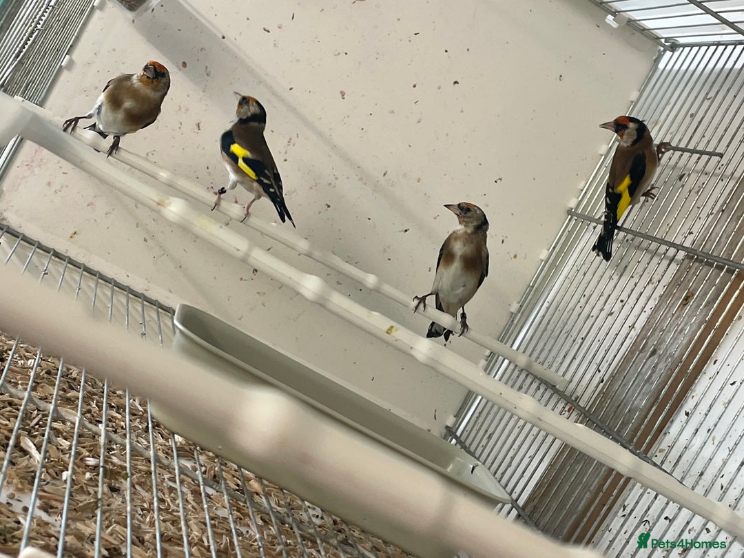 Finches birds for sale: Finches  - Image 5