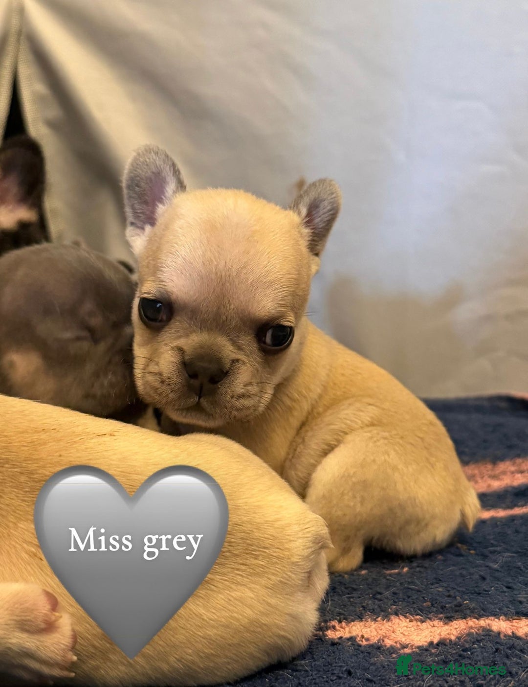French Bulldog dogs for sale: Beautiful Pups – Looking for Their Forever Homes - Advert 1