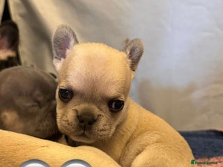 French Bulldog dogs Beautiful Pups – Looking for Their Forever Homes - Advert 6